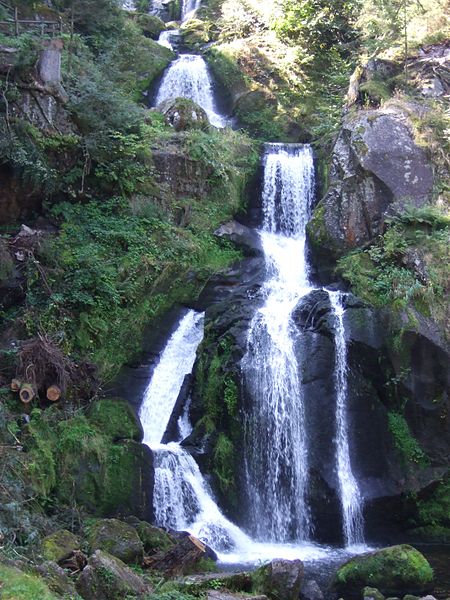 Within The Black Forest