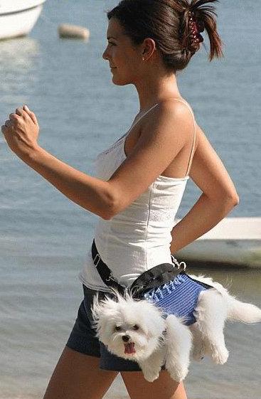 THIS is an acceptable form of walking your dog in public.