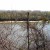 Photo 9 - The Tennessee River through trees.