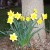 Daffodils, some of the very first to break into bloom after a long winter.