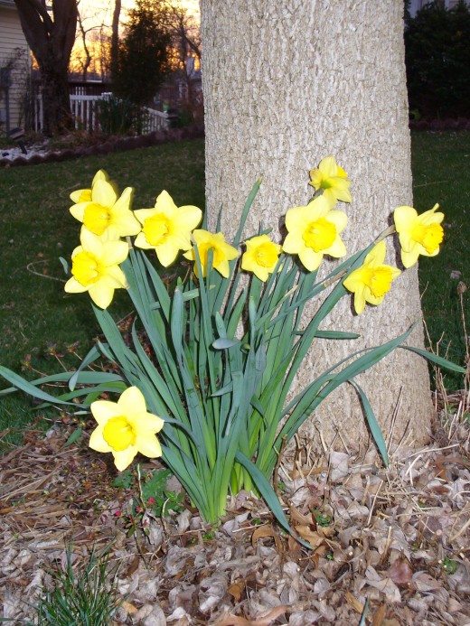 Daffodils, some of the very first to break into bloom after a long winter.