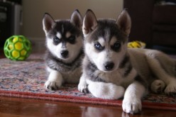 Things To Consider Before Getting A Siberian Husky