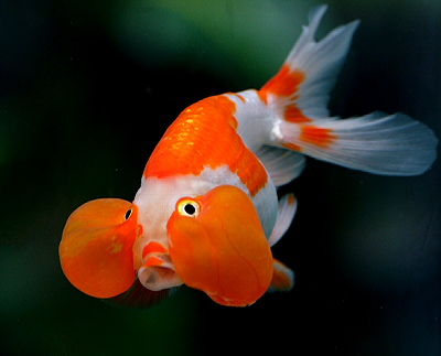 Bubble Eye Goldfish
