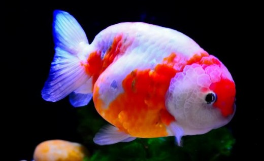 Lionchu Goldfish