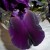 An Artist's Pose This Petal Gives! An Artist's Pose This Petal Gives!