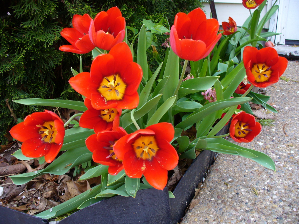 Photo 10 - Bright Red Tulips