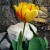 One of my favorite tulip pictures.  Yellow tulip with red.  Simply gorgeous!  From my back yard.