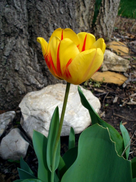 One of my favorite tulip pictures.  Yellow tulip with red.  Simply gorgeous!  From my back yard.