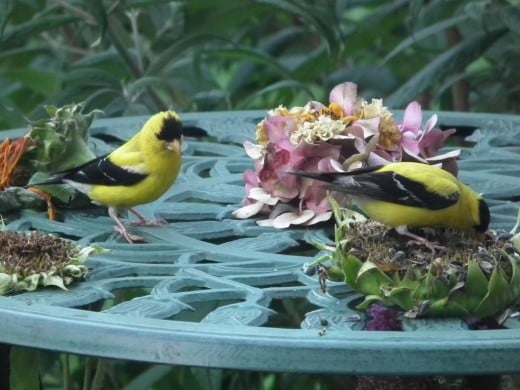 Two American Goldfinches