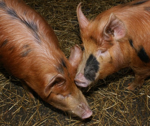Just a few pig breeds supply almost all the pork i9nthe U.S.