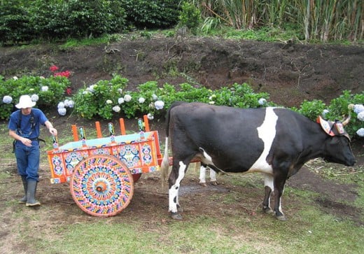 Colorfully-painted oxen carts are a celebrated style of traditional art in Costa Rica.