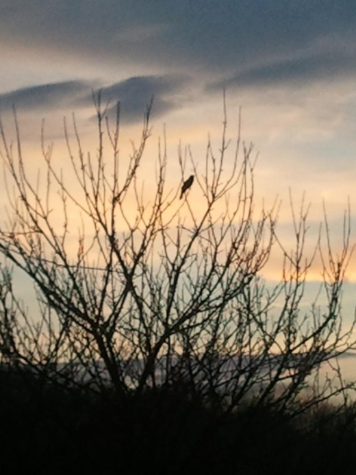 Red-wing blackbird in apple tree