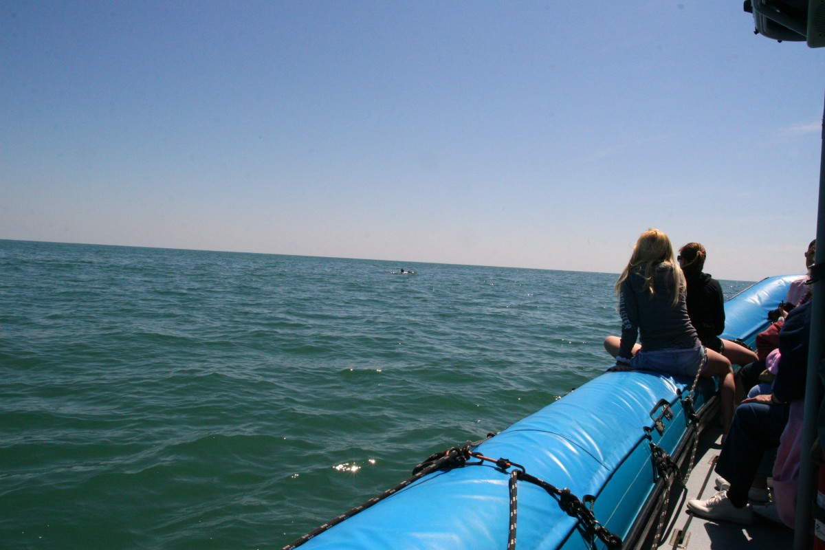 Review of Blue Wave Adventures Dolphin Tour in Myrtle Beach