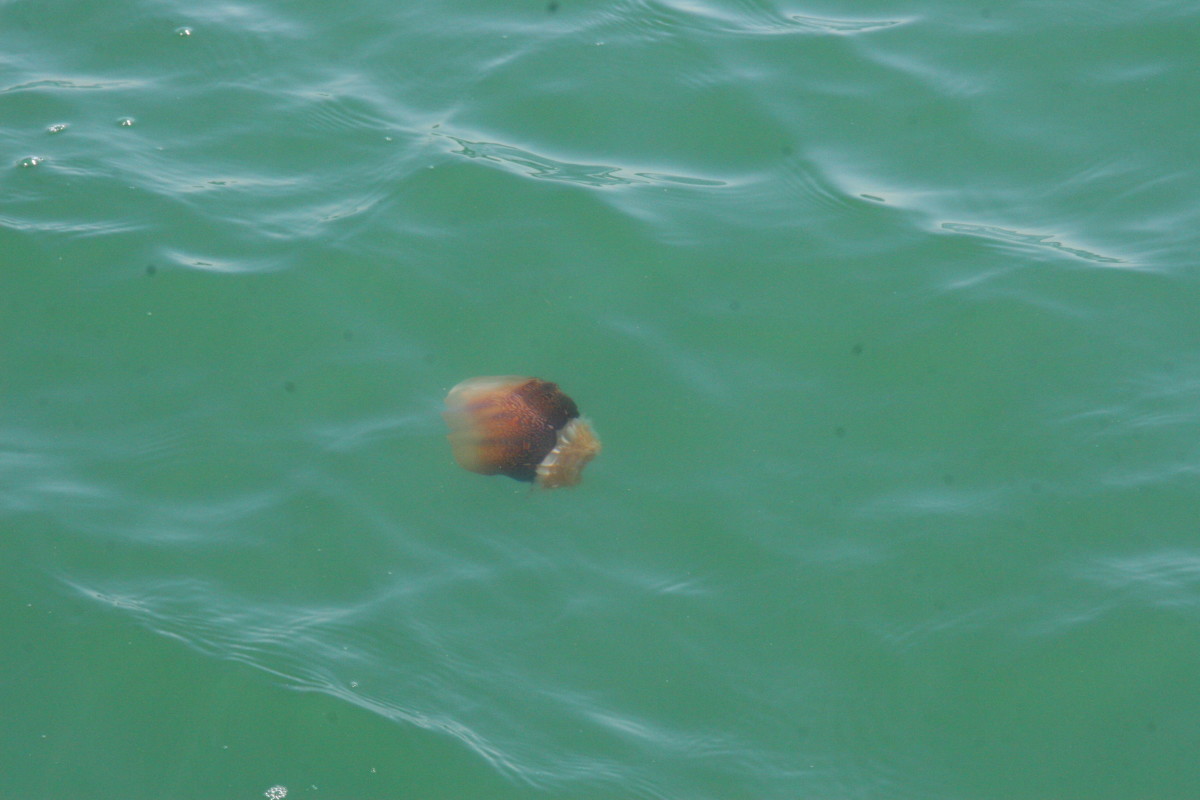 A jellyfish in the ocean, next to our boat.