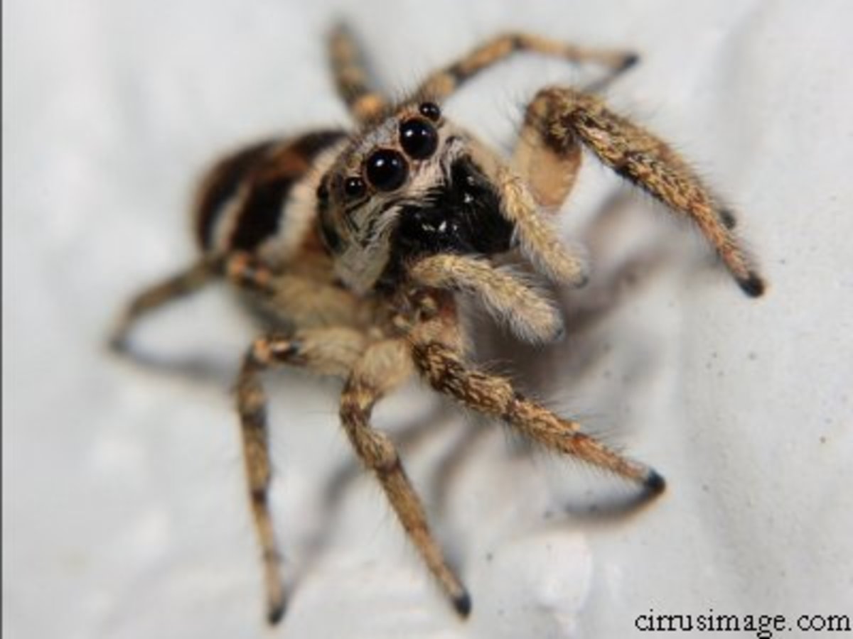 Jumping spiders have a charming appearance.