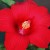 Large Red Hibiscus from my Flower Bed Large Red Hibiscus from my Flower Bed