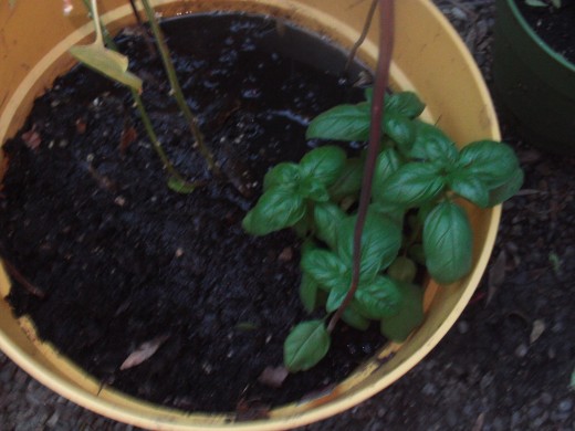 A small basil plant was planted in the yellow planter next to the year old chili pepper plant.