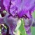 Detail Of Black Iris Base Detail Of Black Iris Base