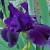 Almost Fully Bloomed Almost Fully Bloomed