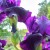 Sunshine Through Black Iris Petals Sunshine Through Black Iris Petals