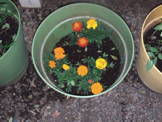 More blossoms are getting ready to bloom on the marigold plants.