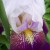 Continue Into Next Group Of Iris Photos Continue Into Next Group Of Iris Photos