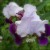 Ruffled Beauty Ruffled Beauty