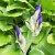 With Hosta As A Backdrop With Hosta As A Backdrop