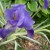 A New Variety Shines A New Variety Shines