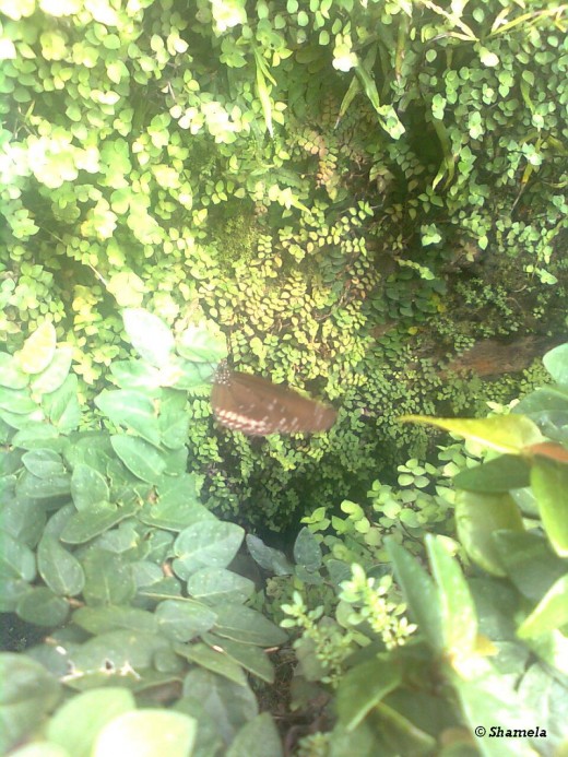 My photo of a Butterfly near green leaves