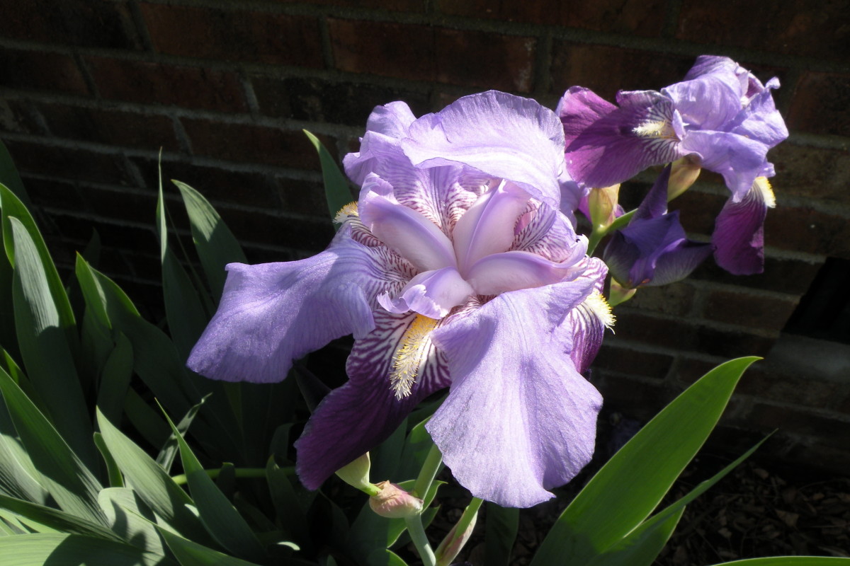 One of the showiest flowers of spring, my purple iris bloom in the garden and along a brick wall.