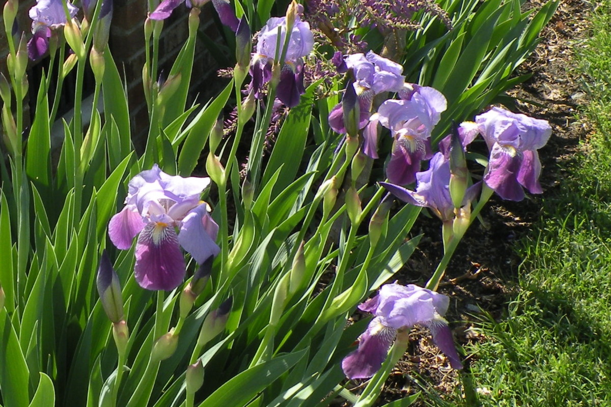 Clusters of iris dot sunny as well as shady areas providing me with a steady supply of cut flowers for my table.