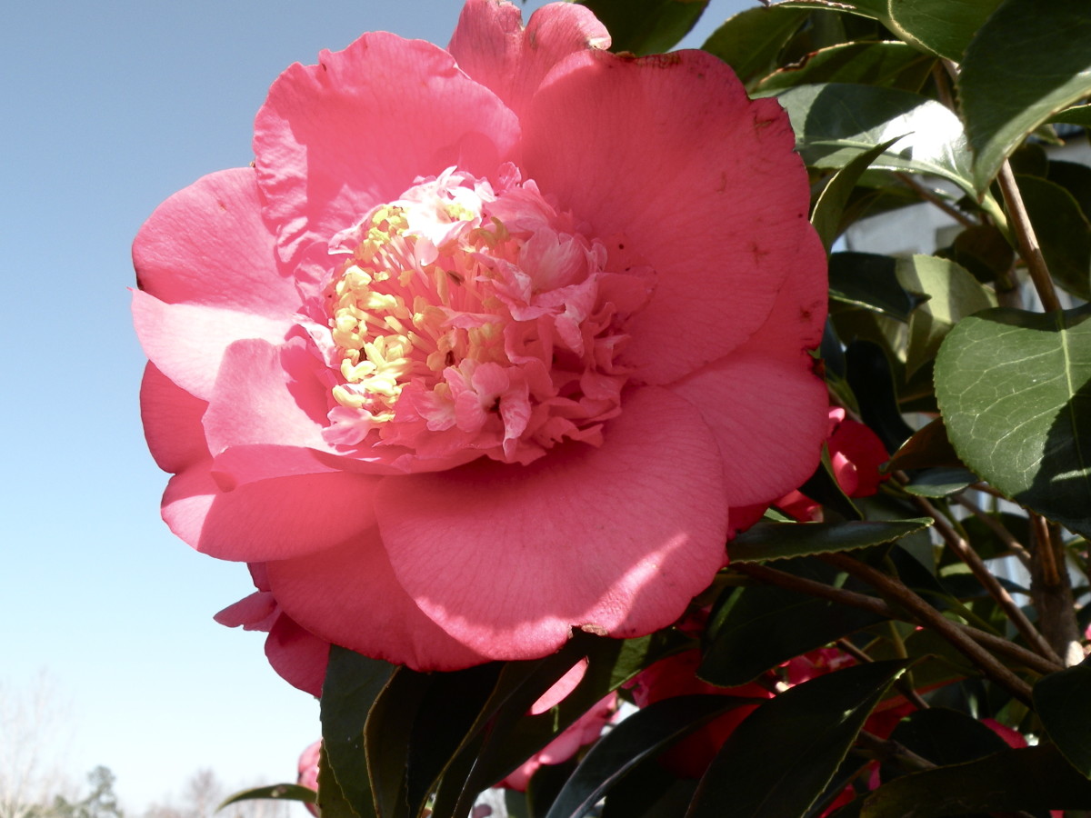 These camellias bloom in February, making a beautiful bright spot on the corner of our house.
