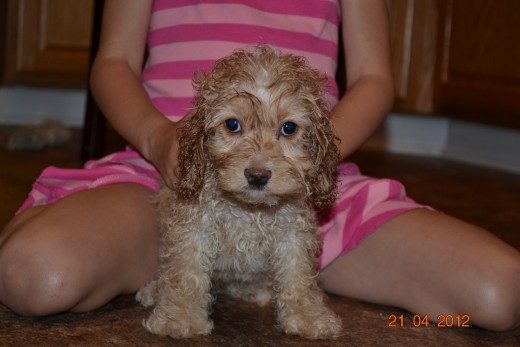 Still wet from a bath. Welcome Ruby!