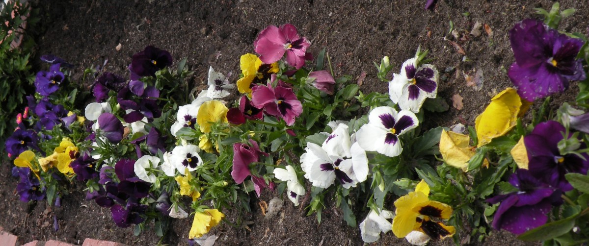 Pansies on the patio are visible from our breakfast table and bloom early. Now they've filled out to make a cheerful border with their smiling faces.