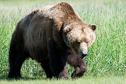 The rugged brown bear, enjoying his natural environment.