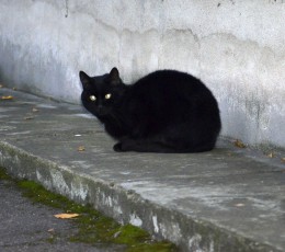 https://usercontent1.hubstatic.com/6512934_f260.jpg