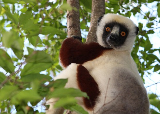 A Sifaka in Madagascar, one of the species of Lemur. They like to dance sashay across sand moving rather like a belly-dancer