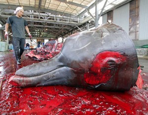 bloody whaling