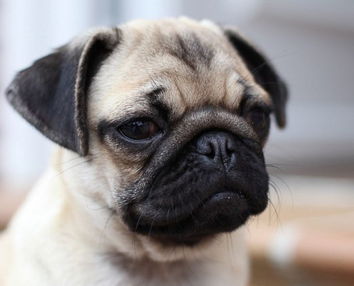 Beautiful Puppies Pug For Sale In New South Wales Australia