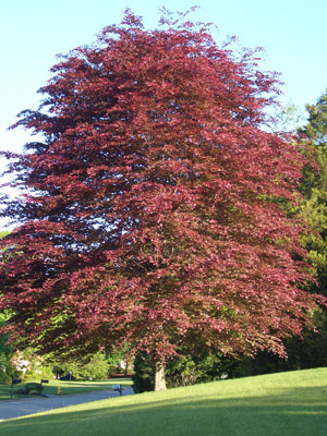 Tricolour or Copper Beech