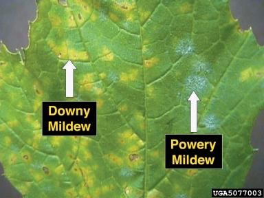 Down and powdery mildew on a grape leaf