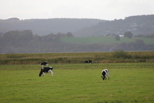 Farmland near Slimbridge