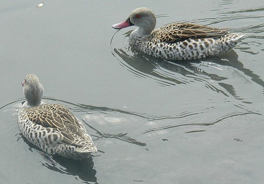 The cape teal was my nan's favourite duck, on account of its spotted plumage.