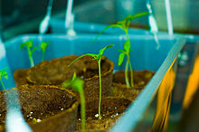 Tomato seedlings in peat pots