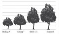 What A Dwarf Fruit Tree Is and How to Grow It