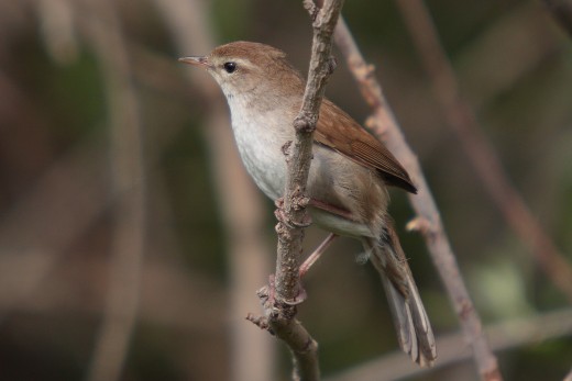 The Cetti's Warbler