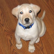 buddybaker profile image