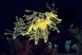 The Magic of the Leafy Seadragon