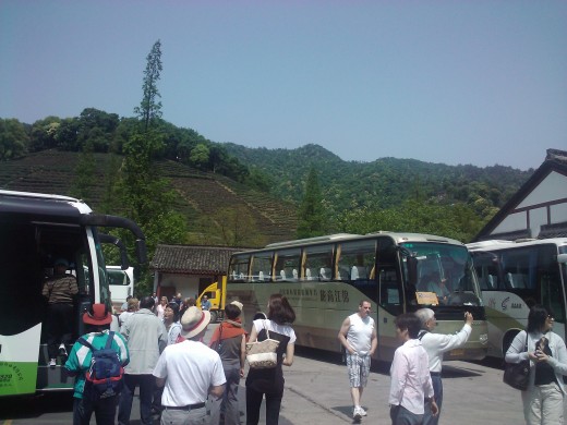 longjing tea plantation